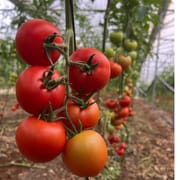 מגיעות גם עם צבע ורדרד וממשיכות להבשיל. משבילות מהר בעונה הזו. אנו משתדלים לספק עגבניות קשות