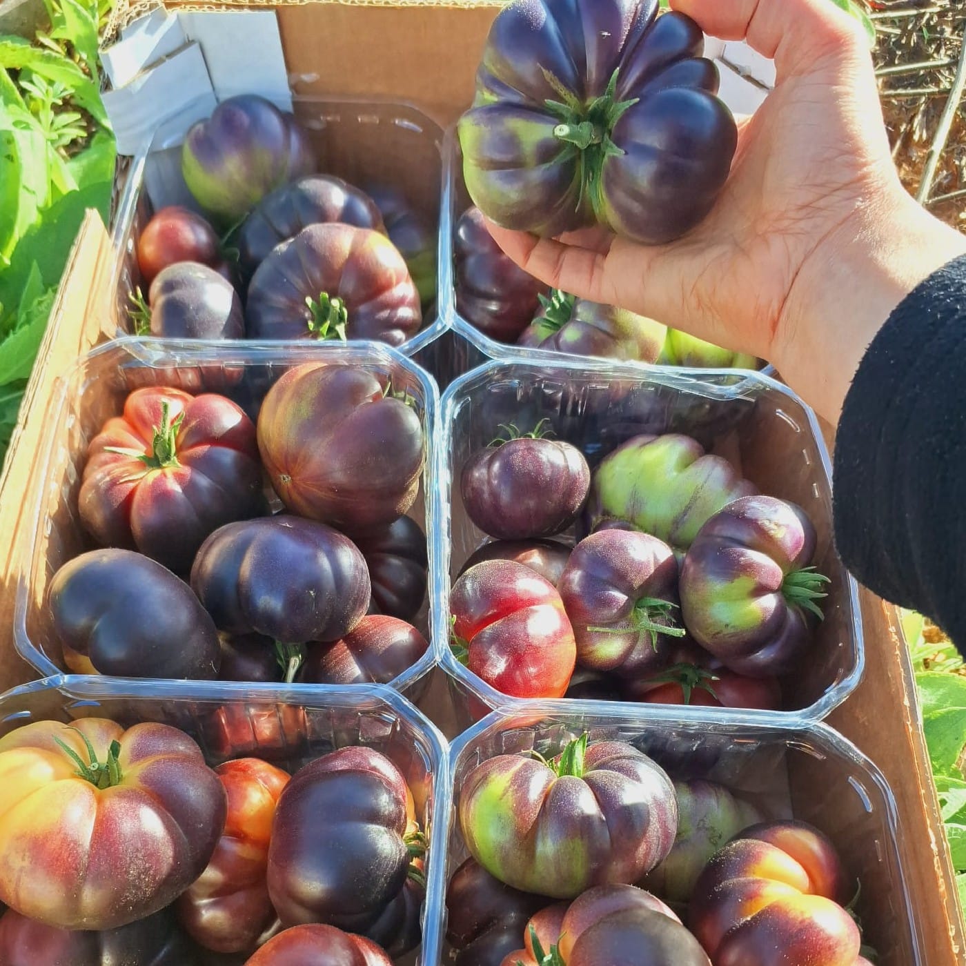 עגבניות ביף סטייק RAF שחורות אורגניות