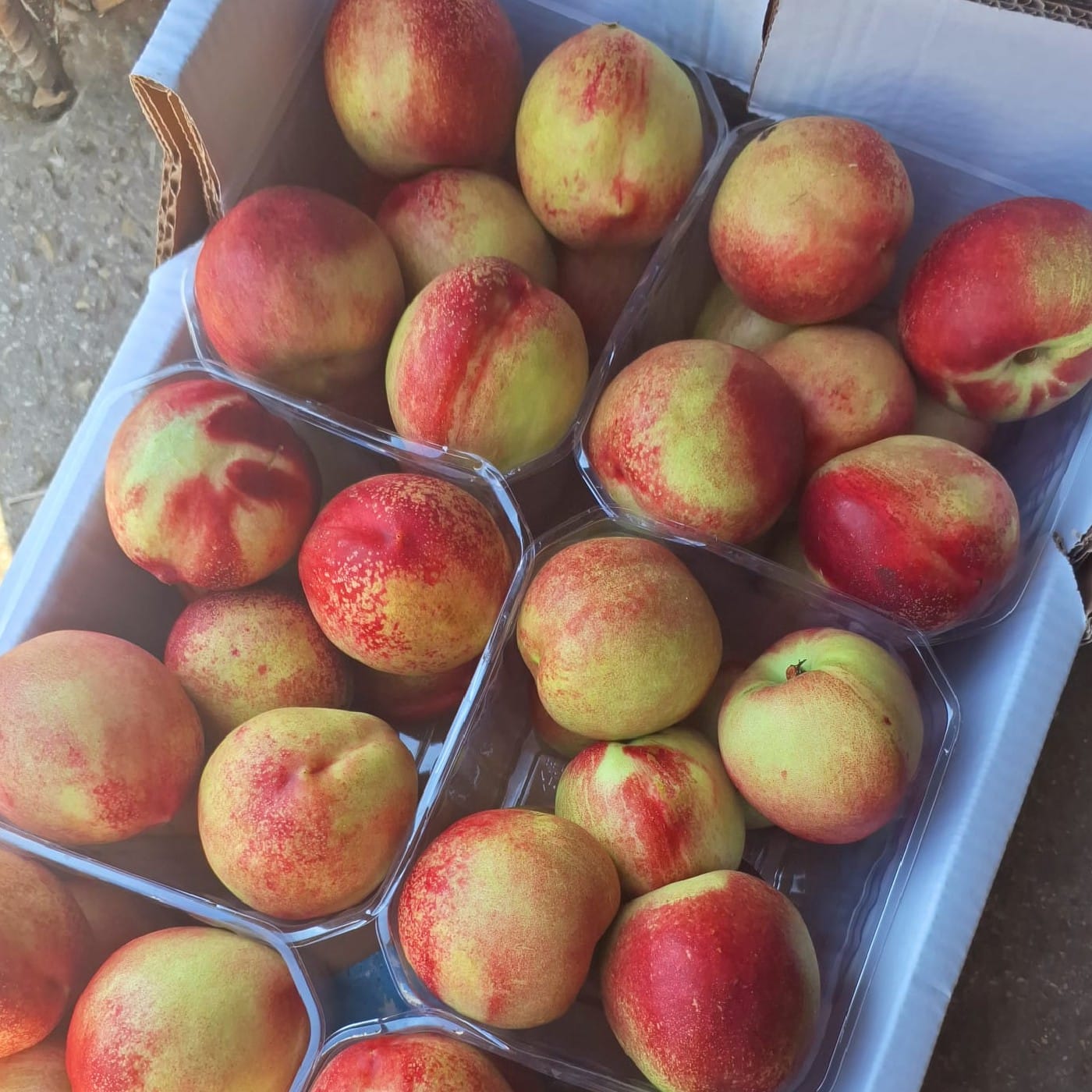 נקטרינה לבנה 