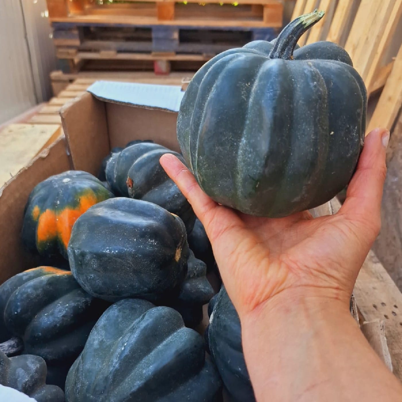 דלעת ערמונים אורגנית