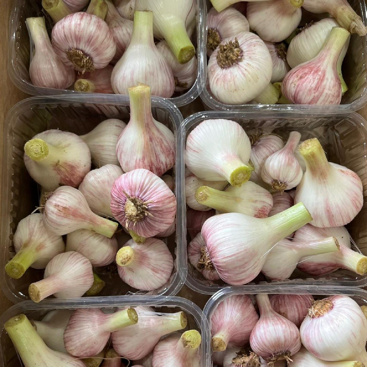 שום לח אורגני צרור