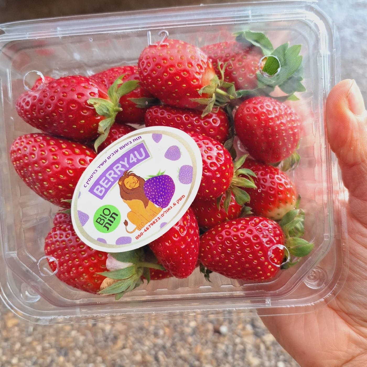 תות שדה טרופית