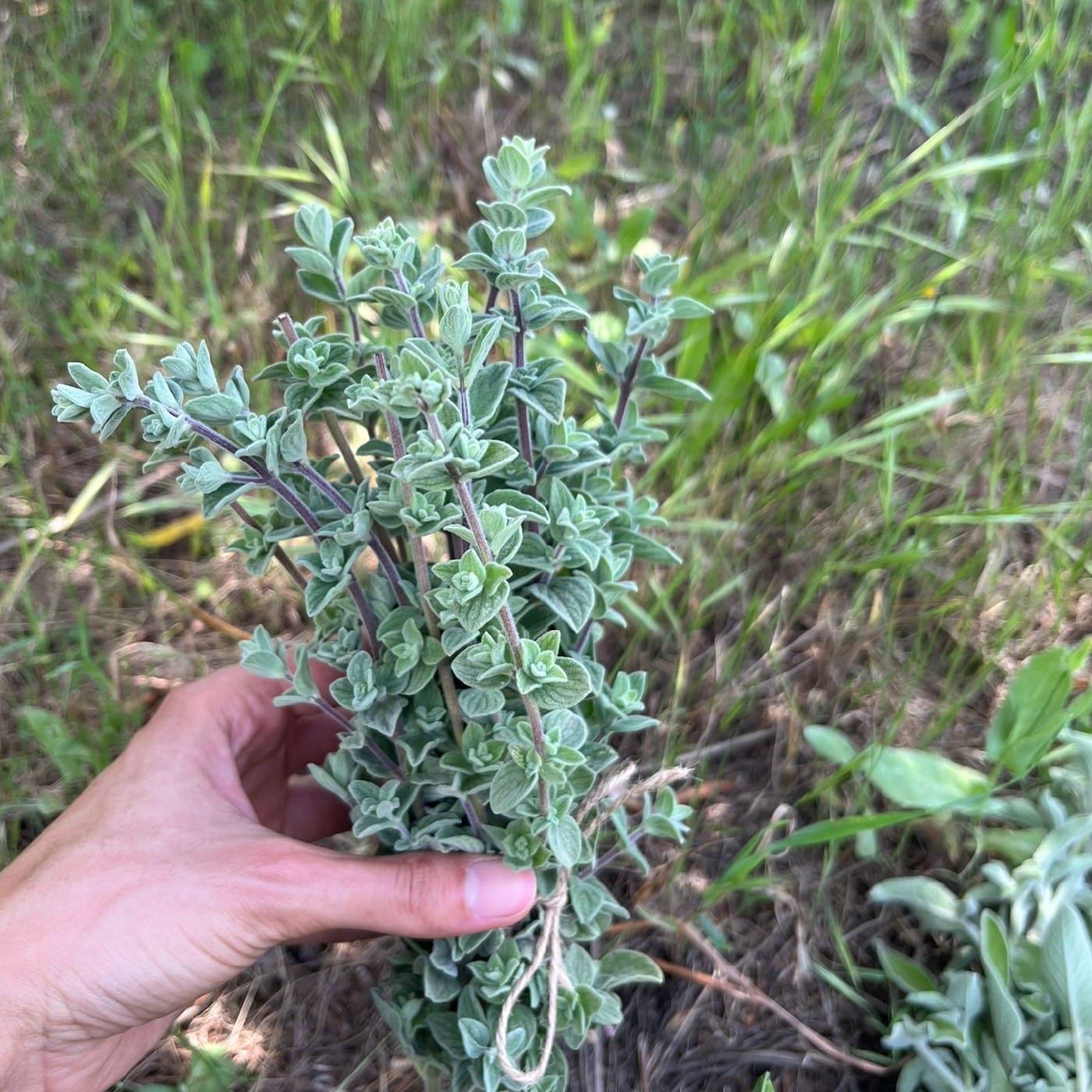 צרור אזוב (זעתר) אורגני