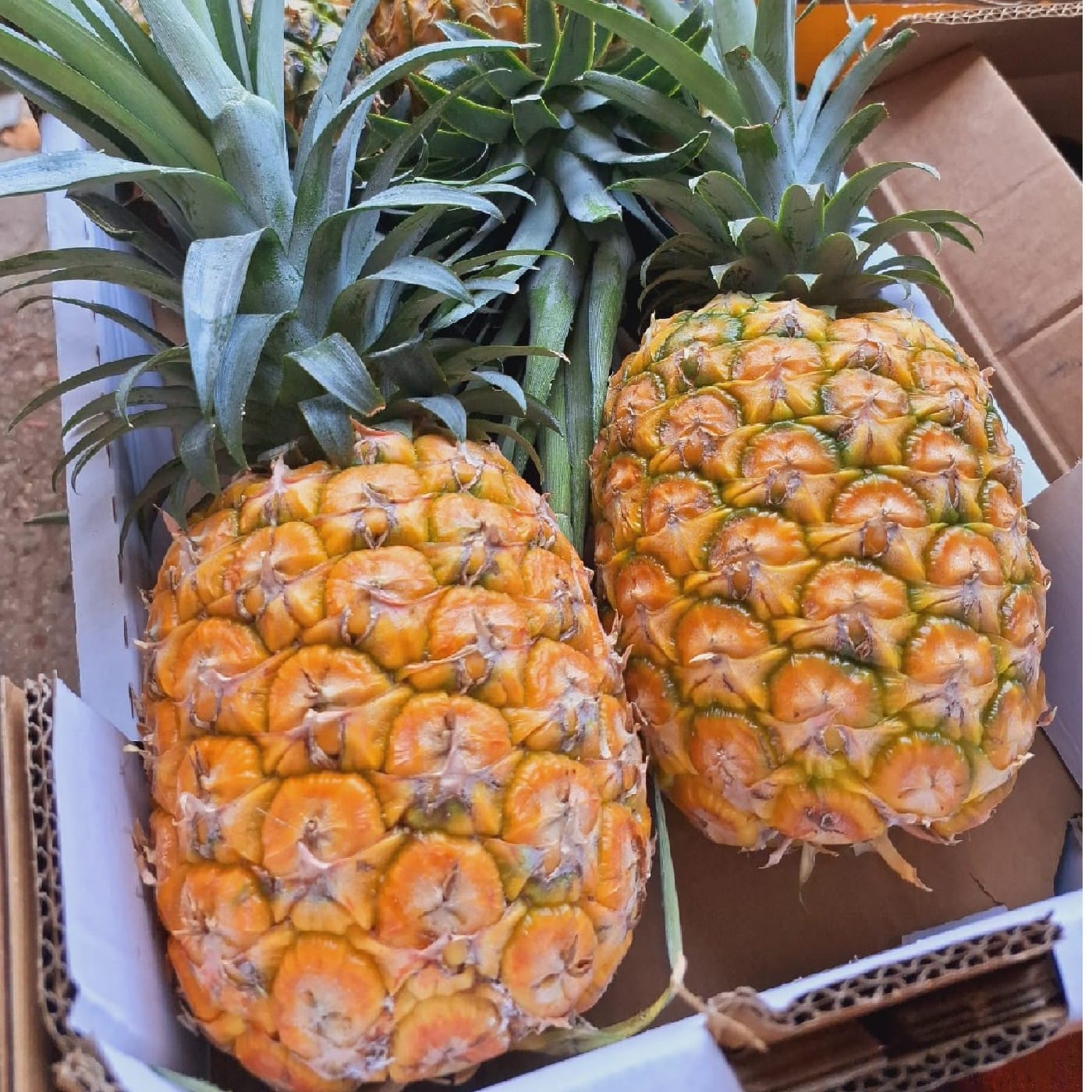 אננס זן MD2 ענק (גודל 4)