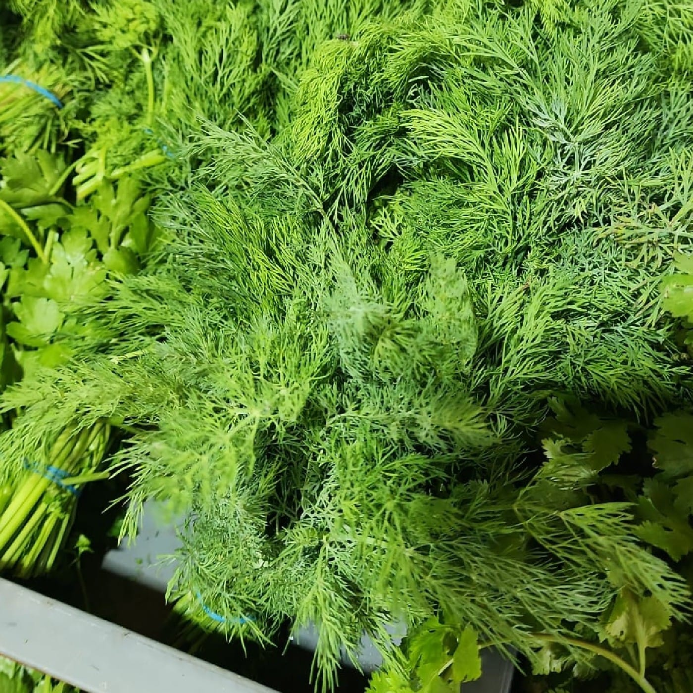 שמיר אורגני שקית