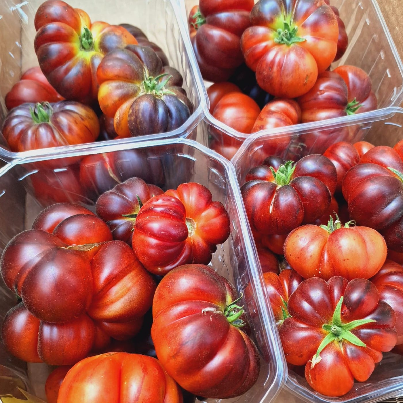 עגבניות ביף סטייק RAF שחורות אורגניות