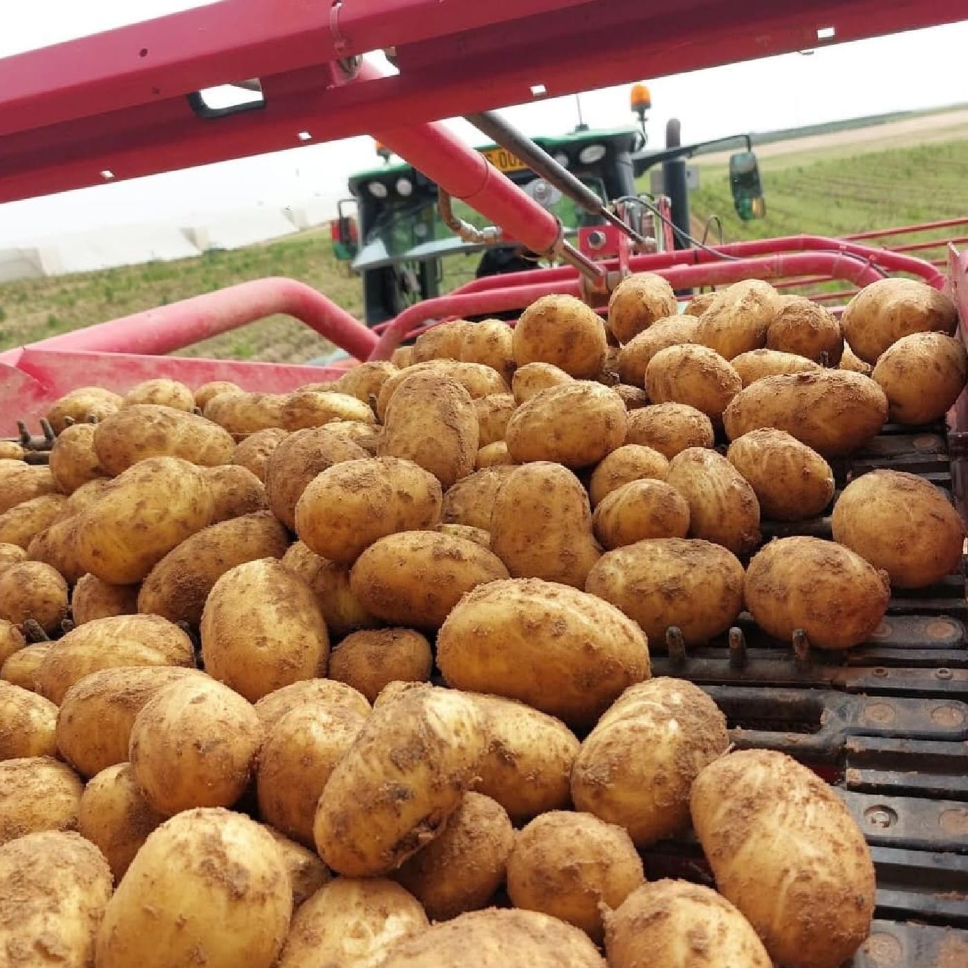 תפוח אדמה לבן ואלור אורגני