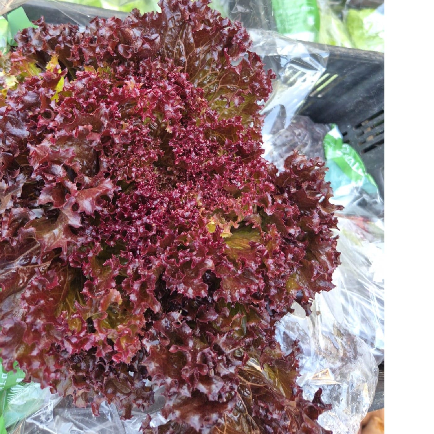 חסה לאליק אדומה אורגנית