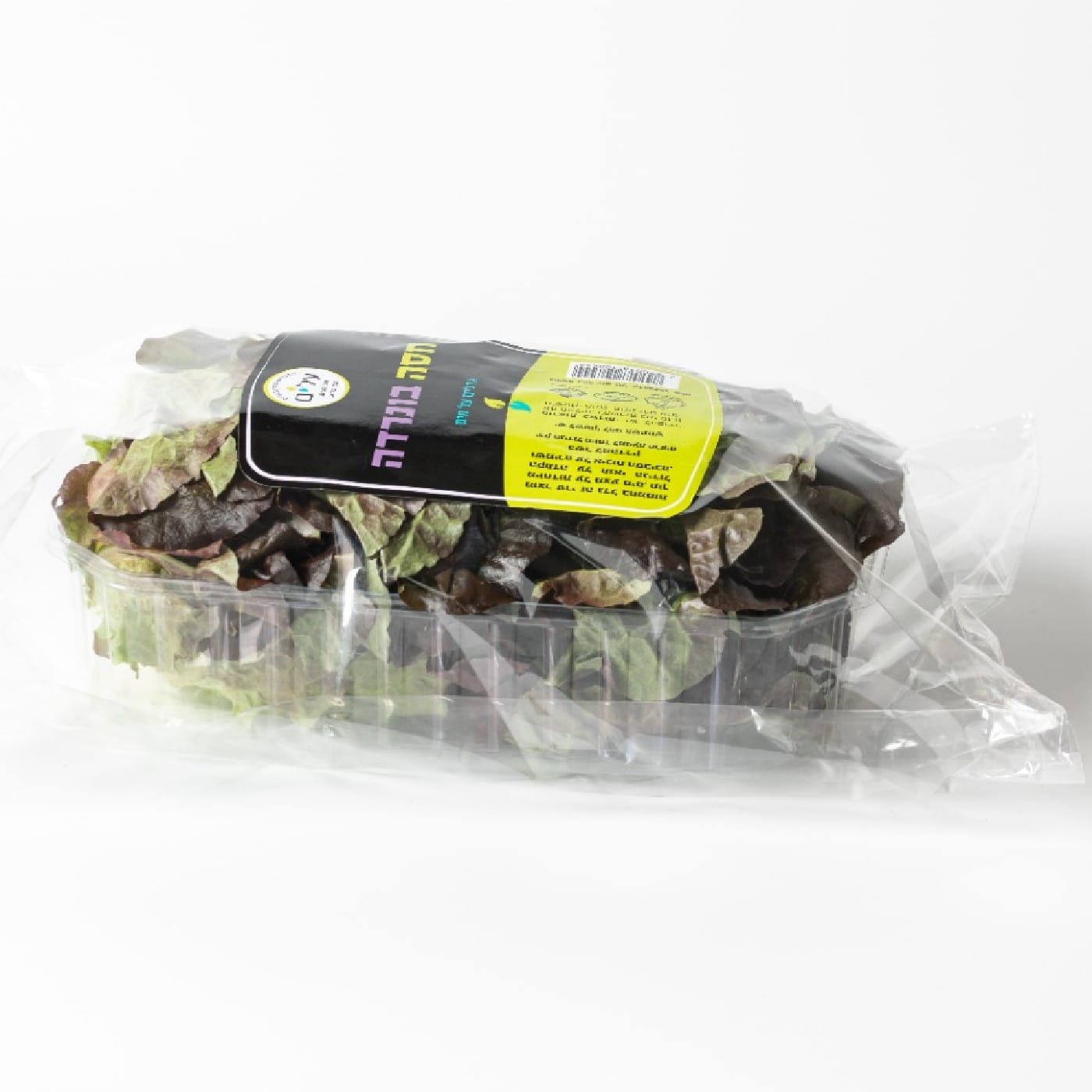 חסה בונרדה הידרופונית