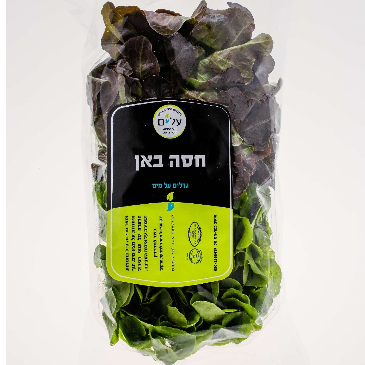 חסה באן (סלנובה אלון) הידרופונית