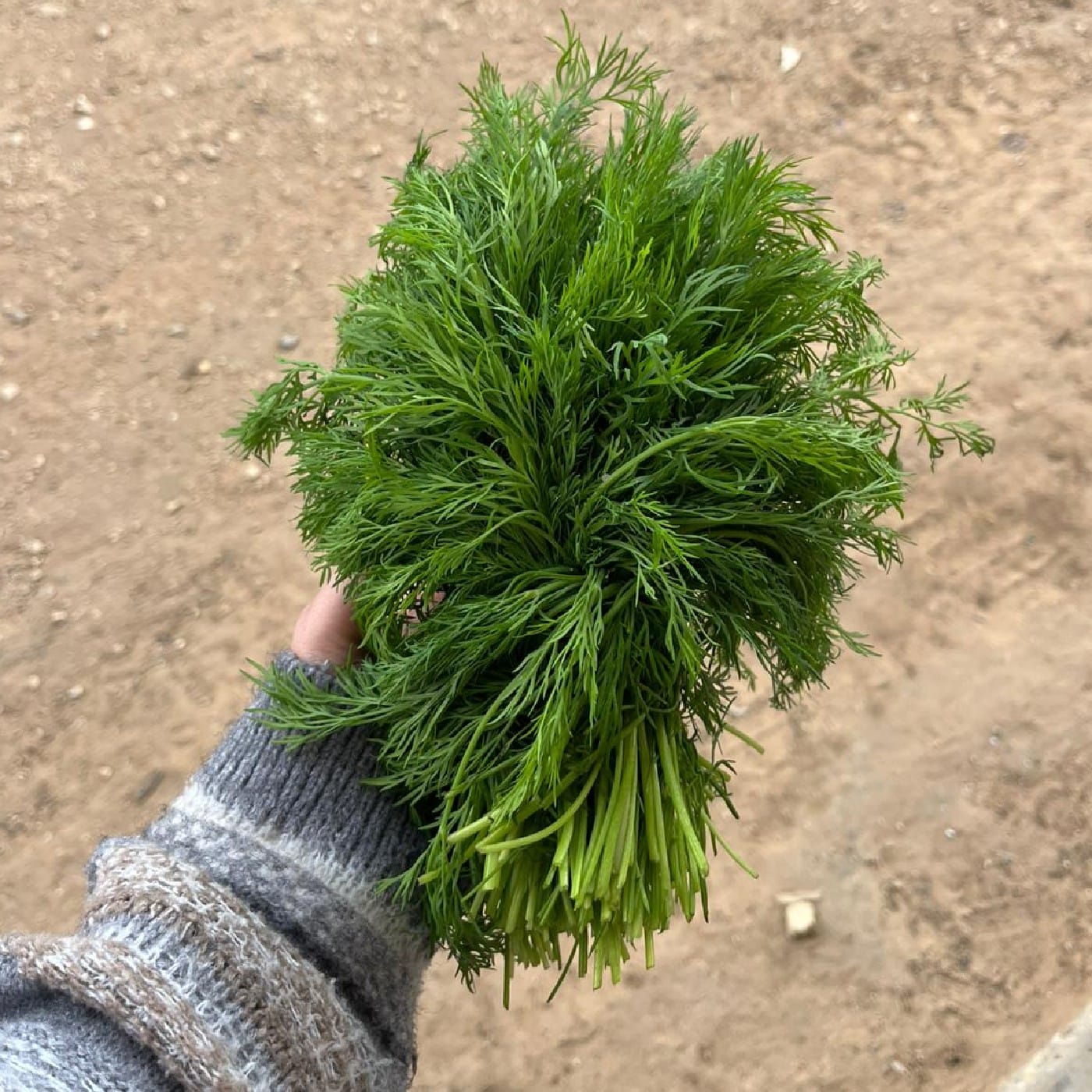 שמיר אורגני שקית