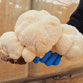 כ-120 ג'. פטריה בעלת מרקם מאוד ייחודי, בשרני אך אוורירי, טובות לצליה כמו סטייק, טיגון, ובישו