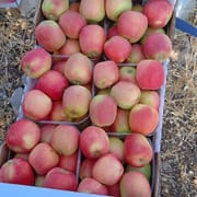 קטיף ישר מהעץ. יסוד המעלה