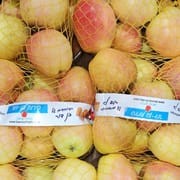 יסוד המעלה. קטיף טרי.