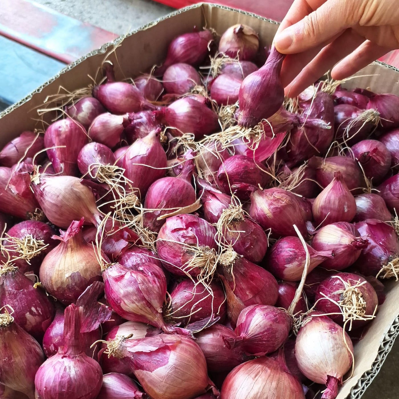 בצל יבש אדום אורגני