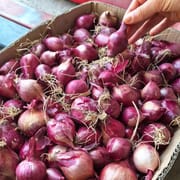 בצל מתוק מתוק. קטנים מאד