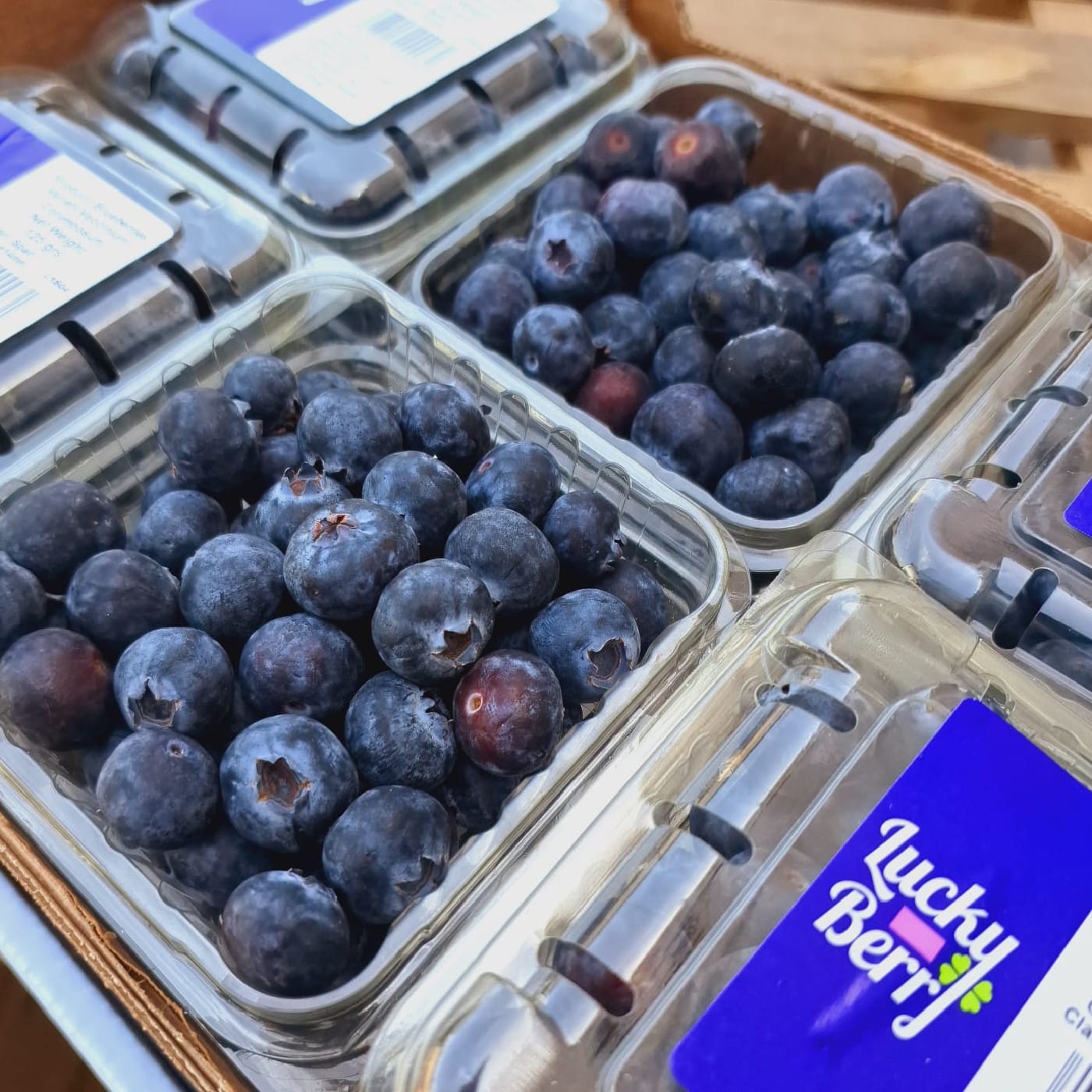 מארז אוכמניות טריות - 125 ג'