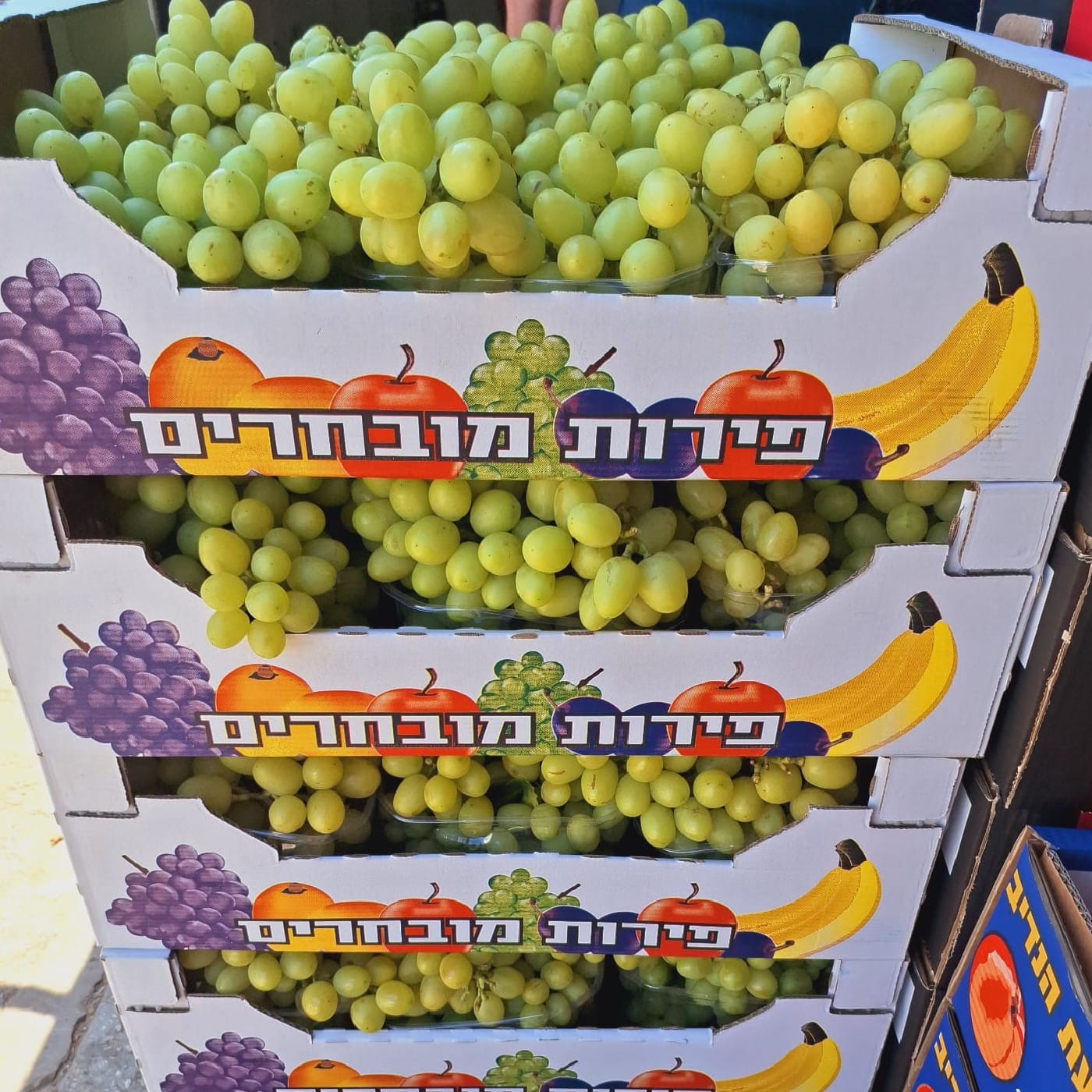 ענבים לבנים ביג פרל