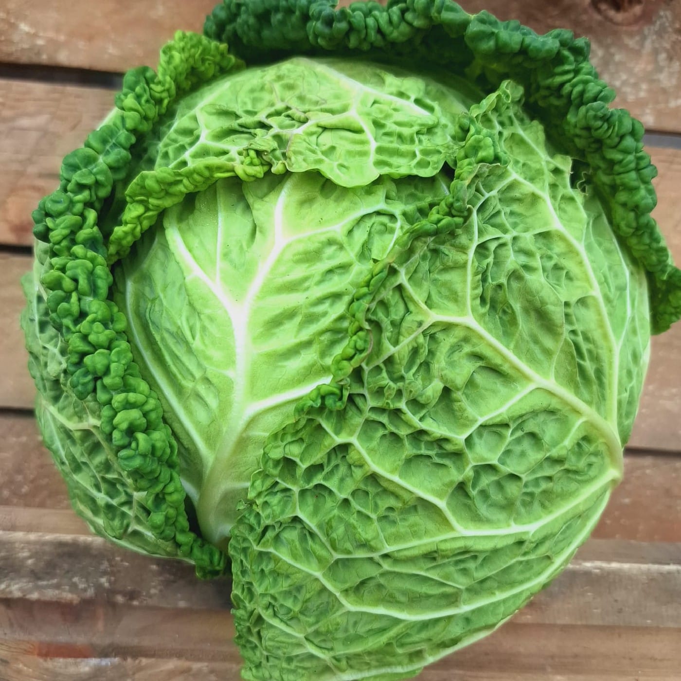 כרוב מסולסל 