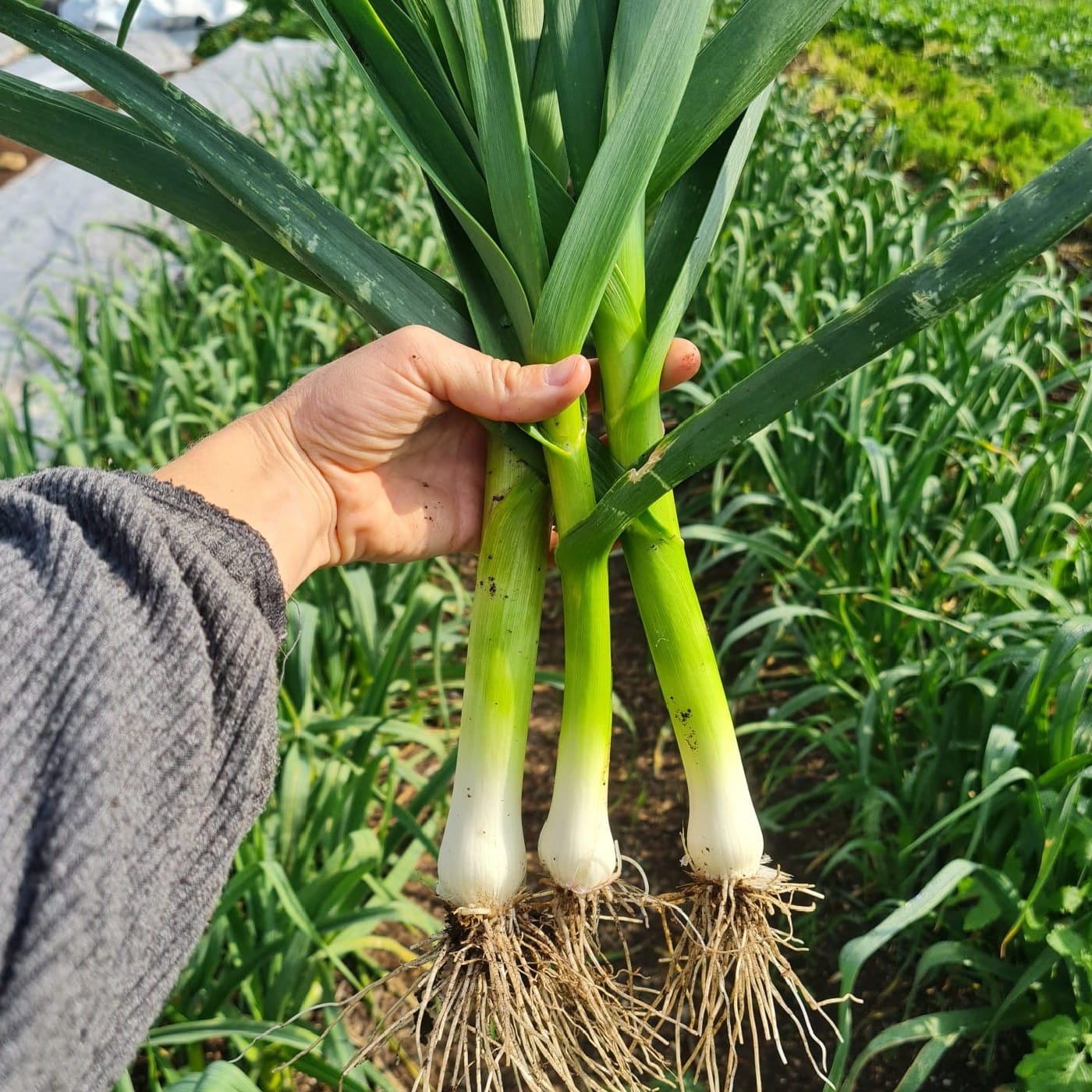 שום ירוק אורגני