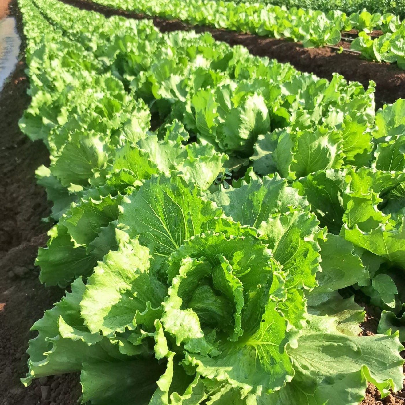 חסה אייסברג (אמריקאית) אורגנית