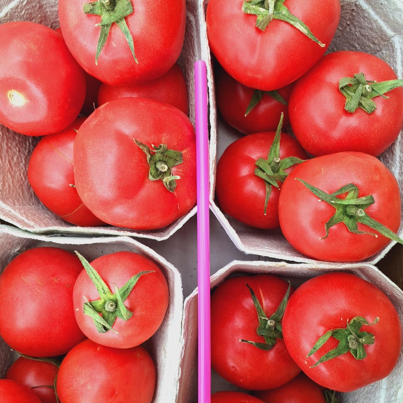 עגבניות ורודות אורגניות