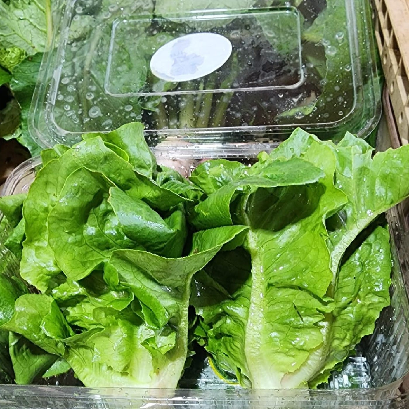 חסה ליטל ג'אם אורגנית