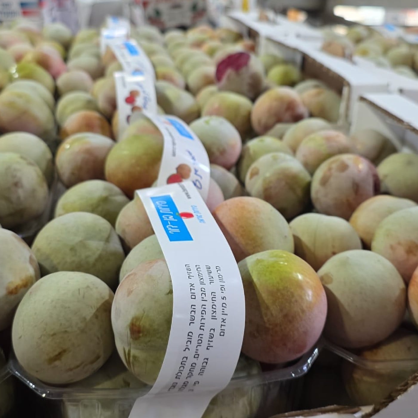 שזיף "אבטיח" ויבראנט רד