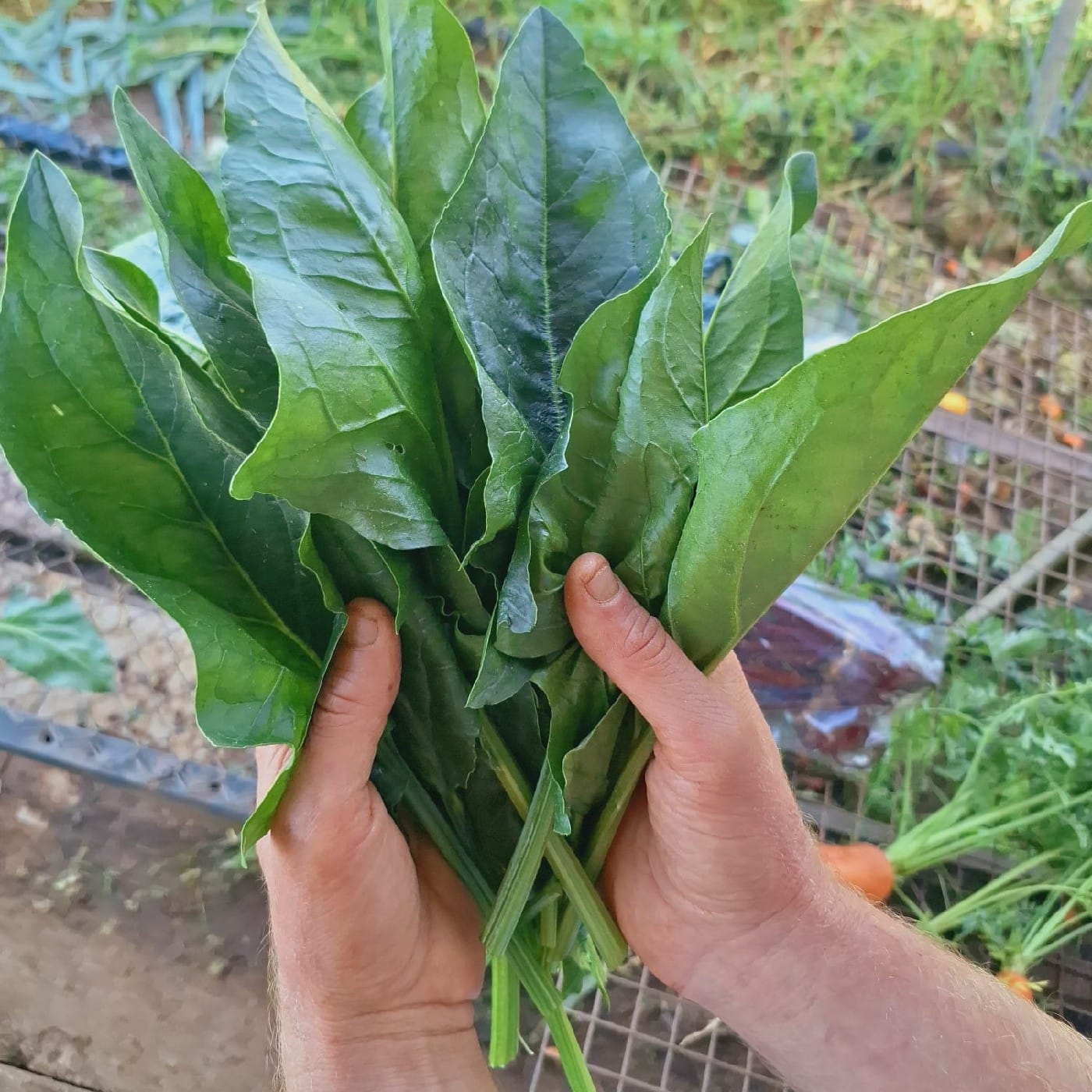 תרד טורקי אורגני