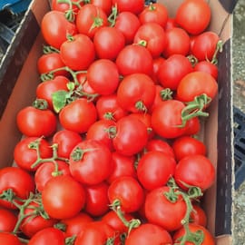 עגבניות שדה של פעם עסיסית מאד. מלאת טעם