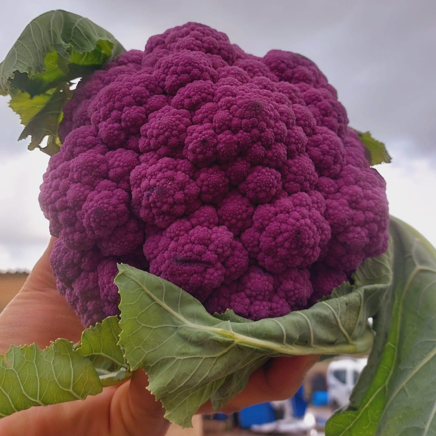 כרובית סגולה אורגנית