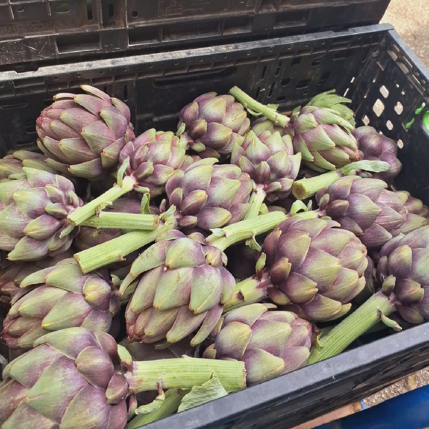 ארטישוק אורגני