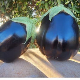 חציל שמנמן. יחידות גדולות. לעיתים מעל ל 1 ק