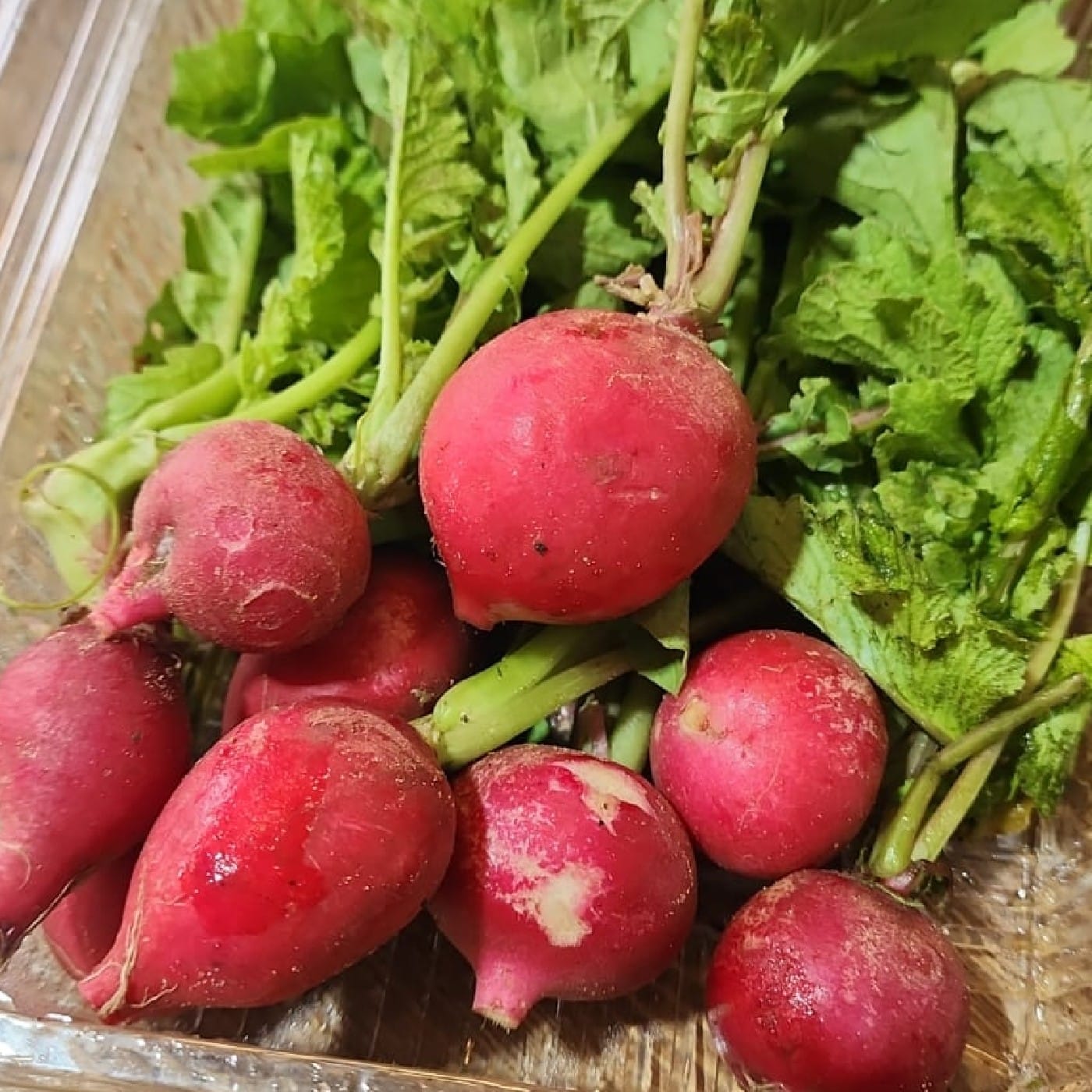 צרור צנונית אורגנית