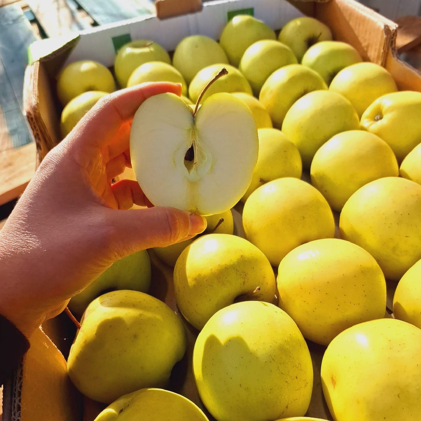 תפוח עץ זהוב אורגני