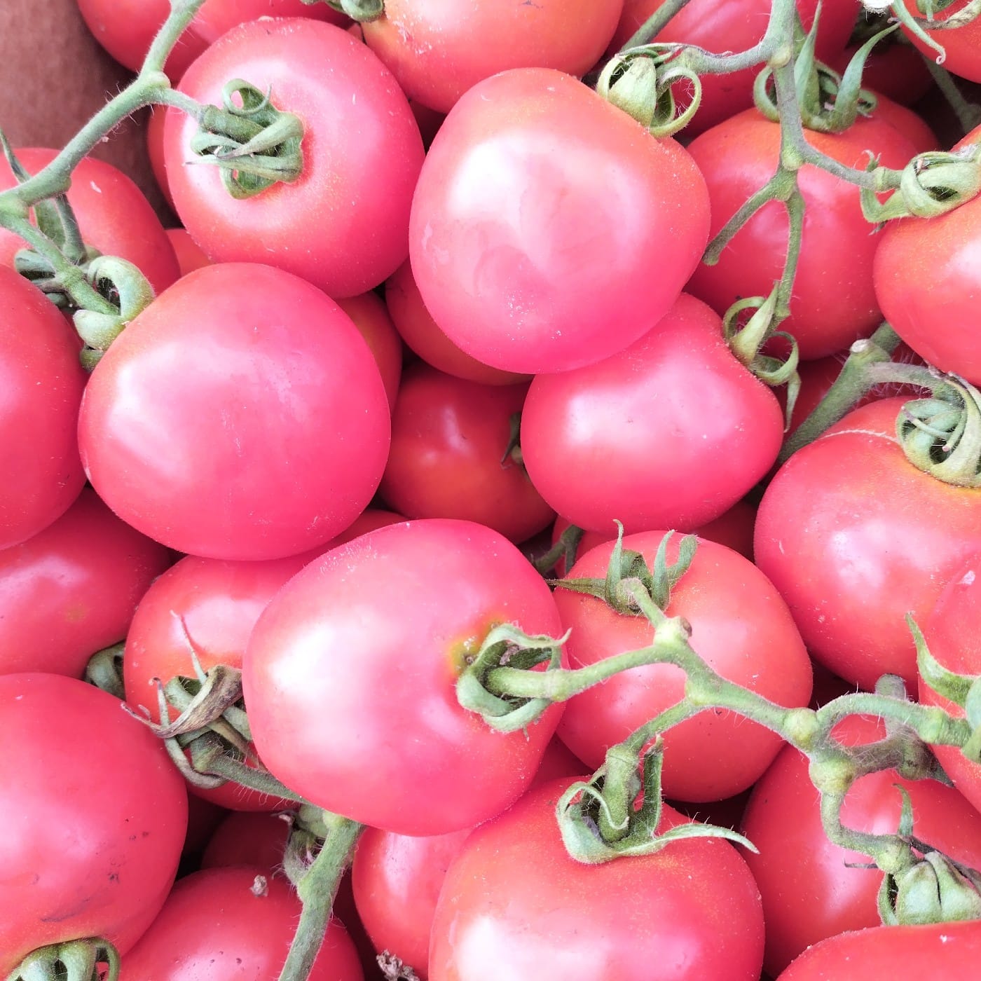 עגבניה איקרם אורגניות