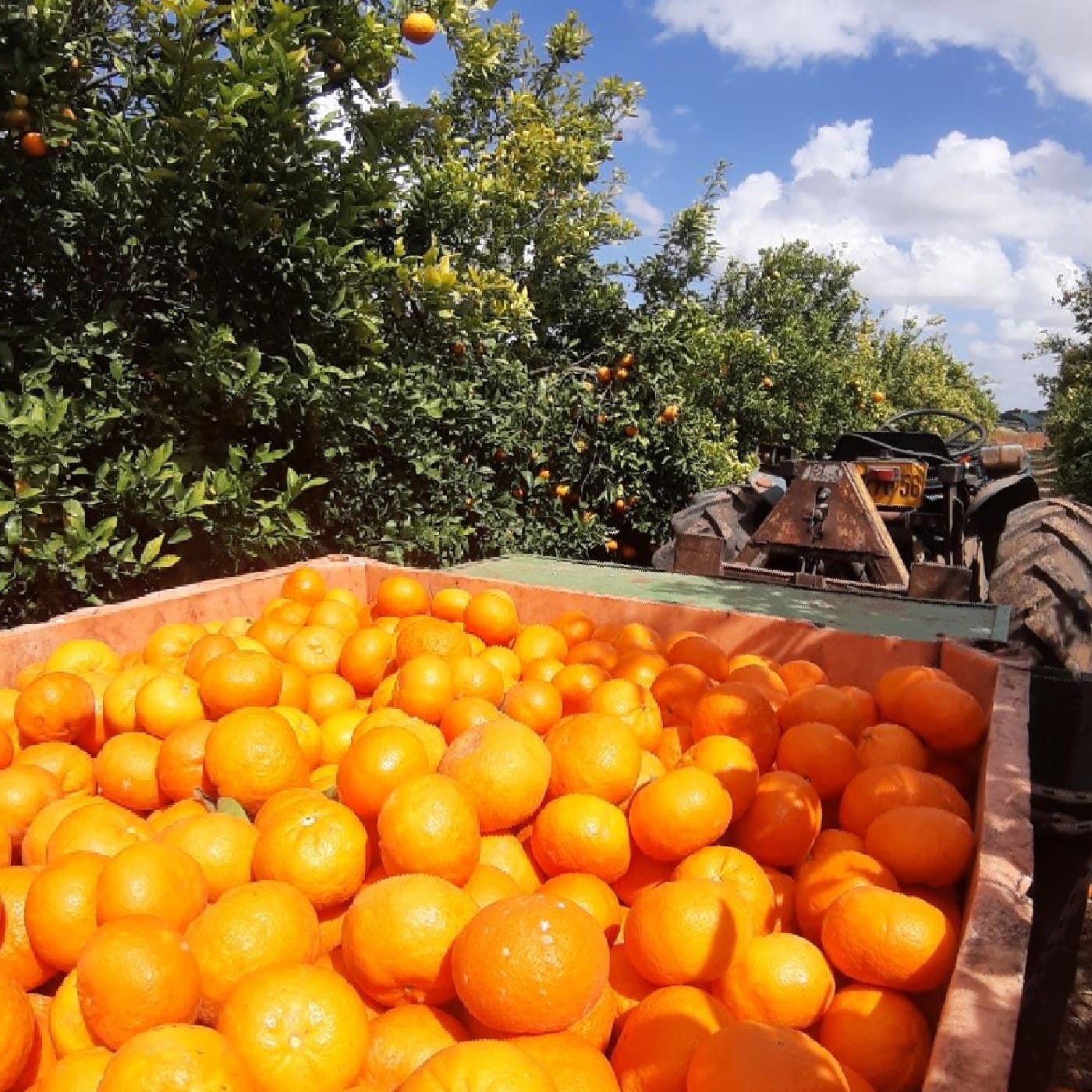 קלמנטינה מזן 