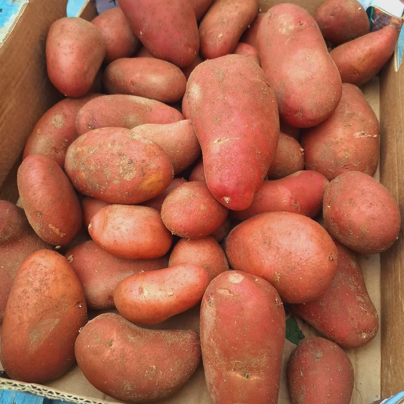 תפוח אדמה אדום 