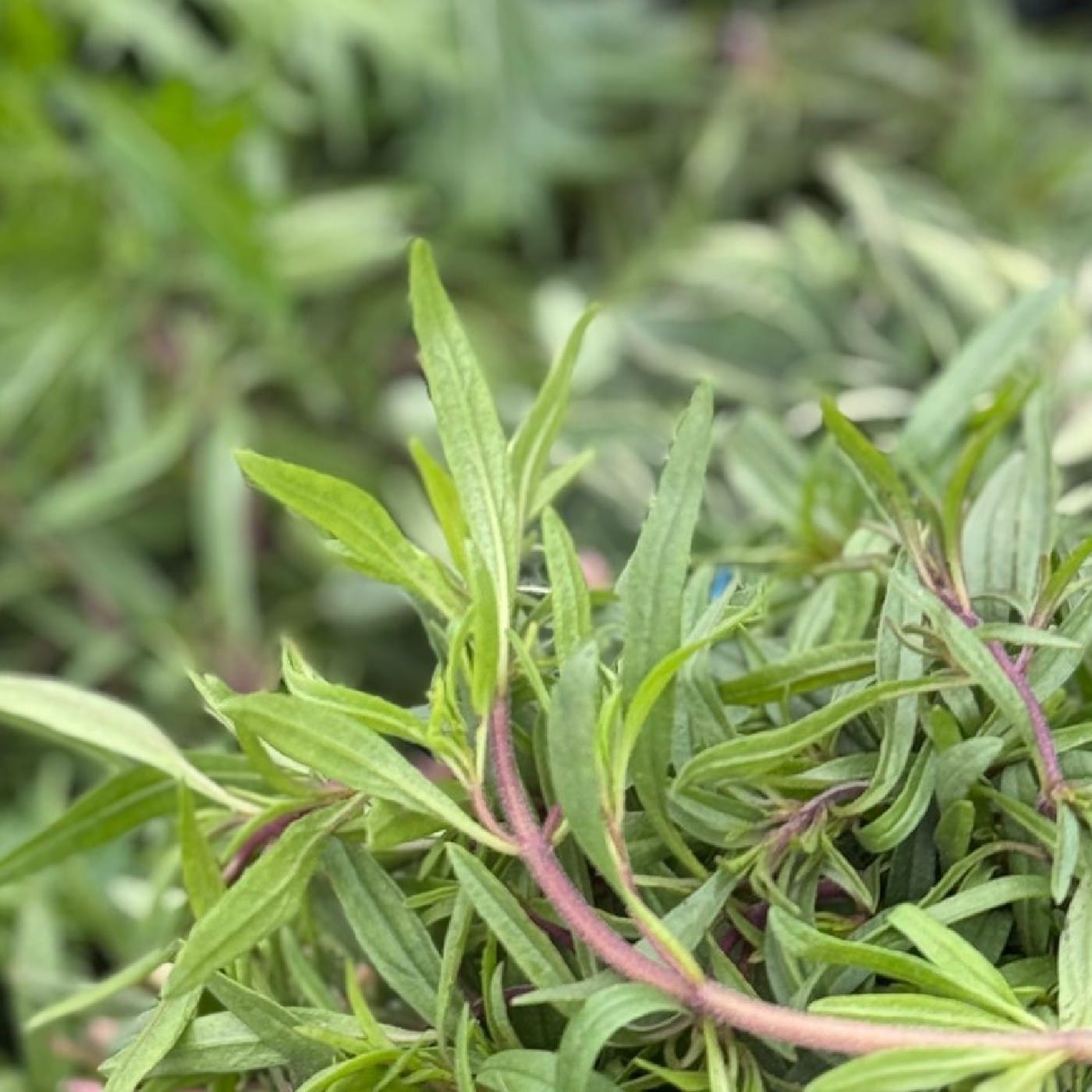 צתרה ורודה (זעתר) אורגנית צרור