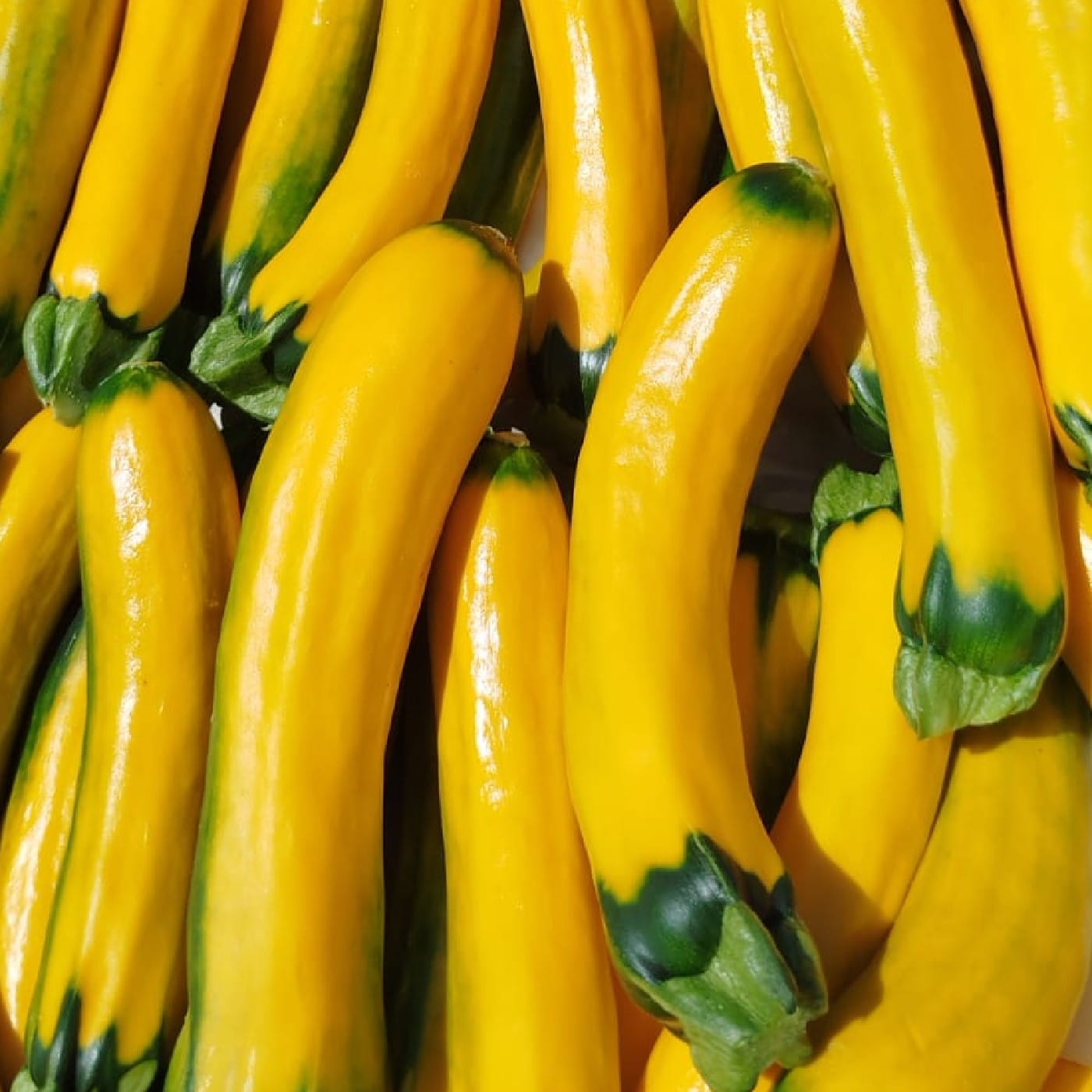 קישוא צהוב (זוקיני) אורגני