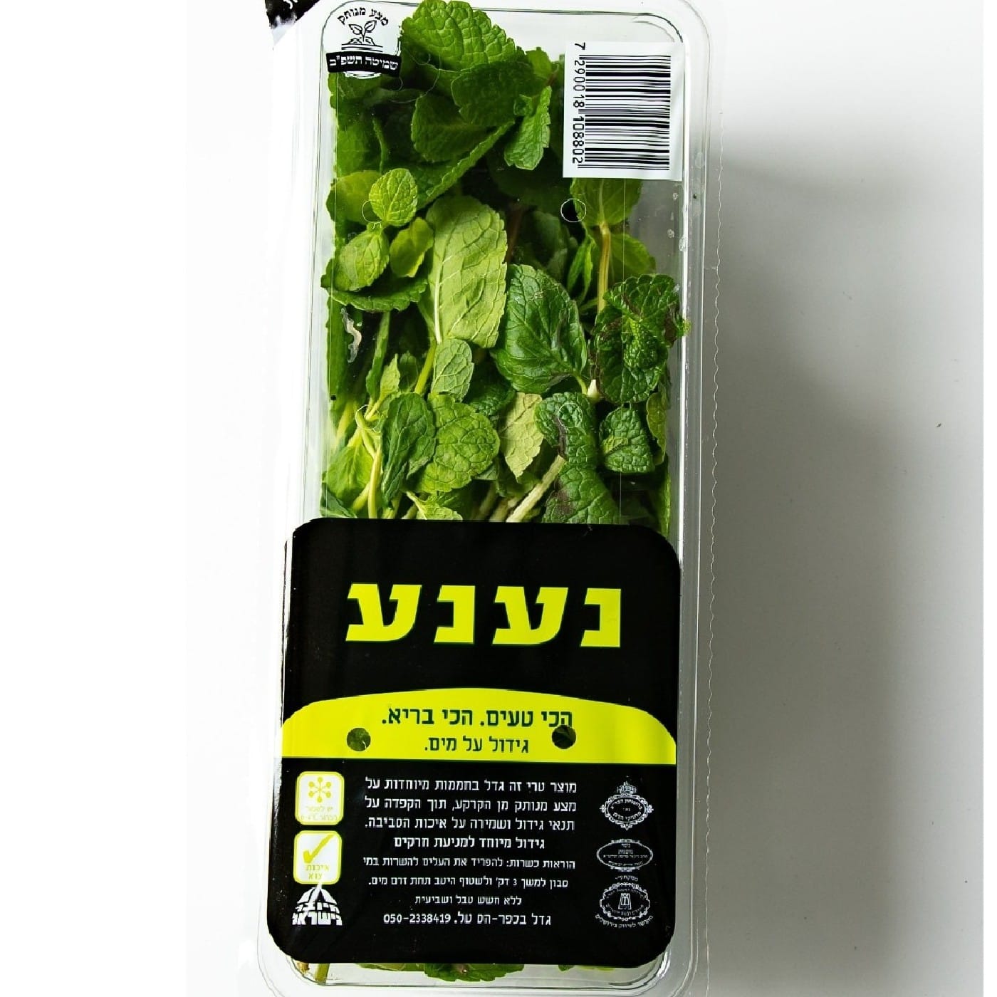 נענע הידרופוני