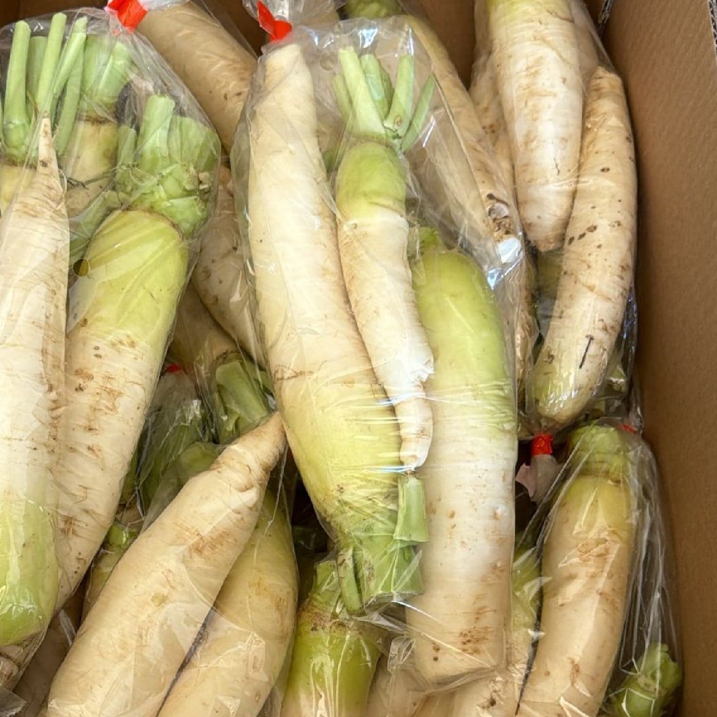 מארז דייקון - צנון יפני אורגני