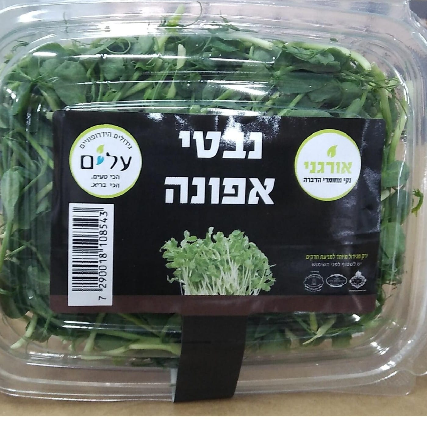 נבטי אפונה הידרופוני