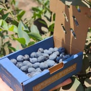 מארז כ-125 ג'