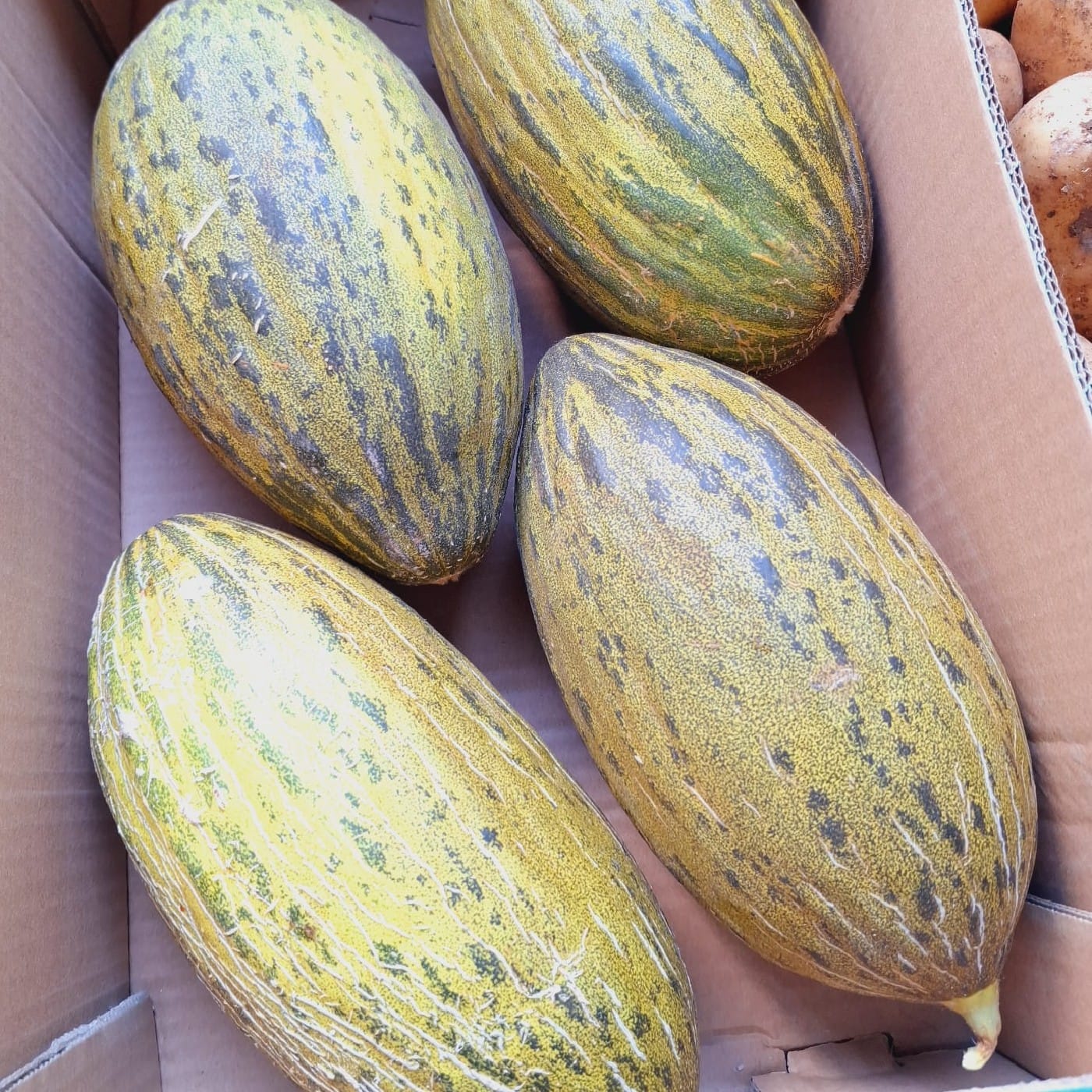 מלון ספרדי ספרדי ירוק 