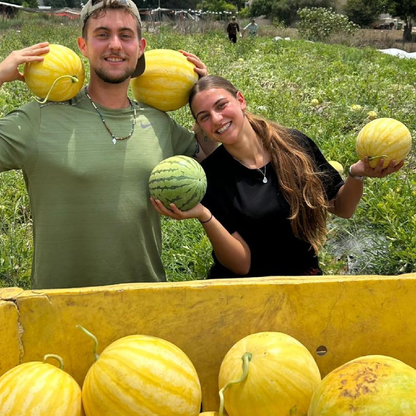 אבטיח צהוב אורגני