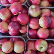 אנחנו משתדלים לספק פירות קשים, יתכנו גם מעט רכים. מוכר גם כזן