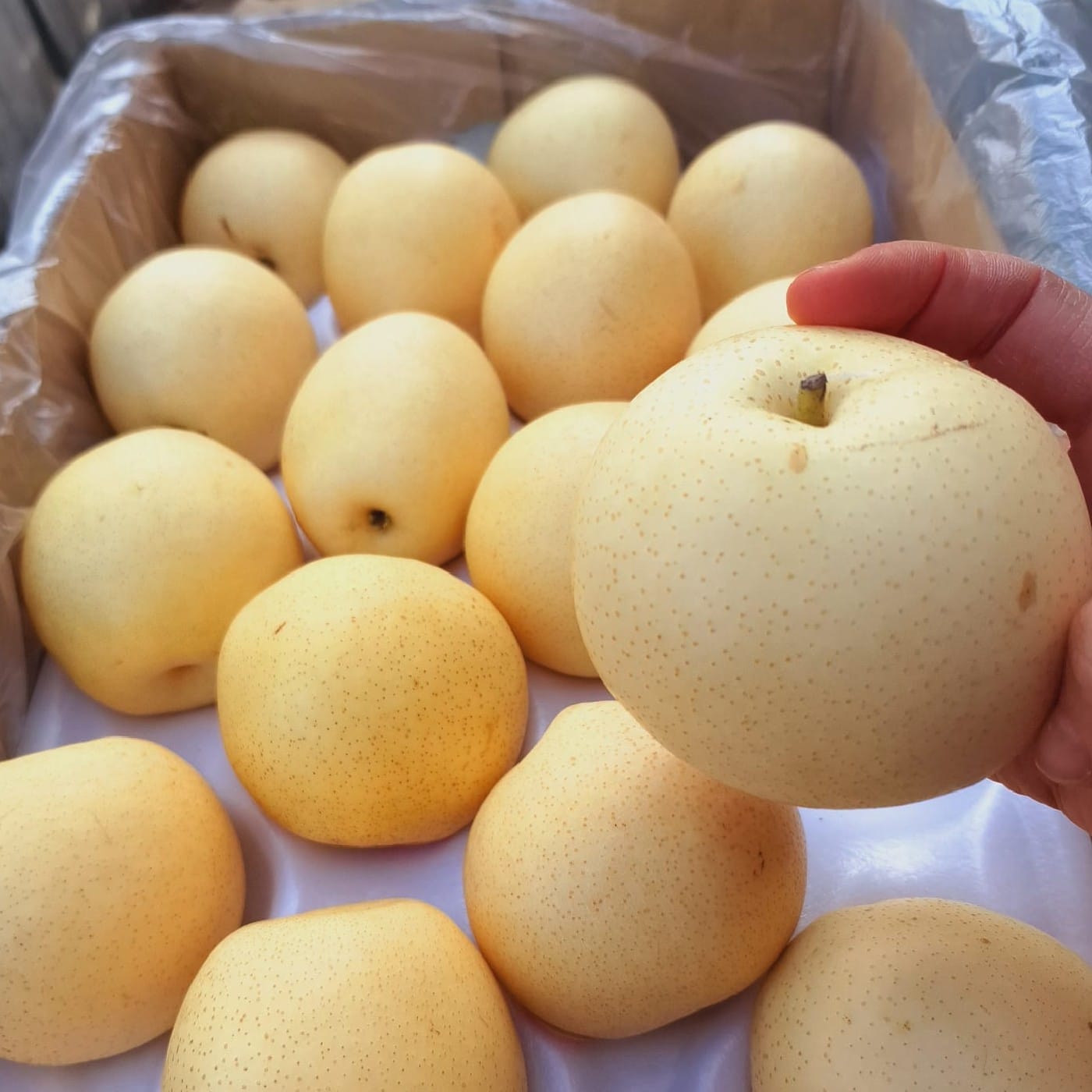 אגס נאשי יבוא