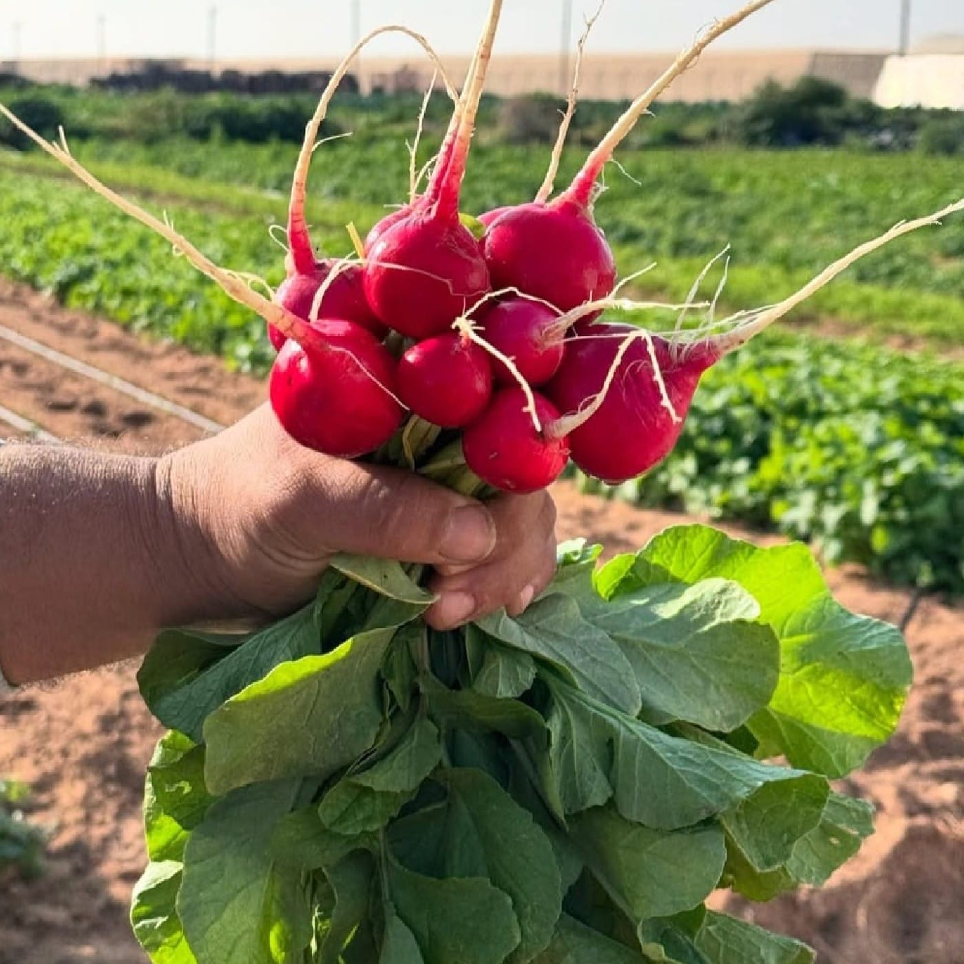 צרור צנונית אורגנית