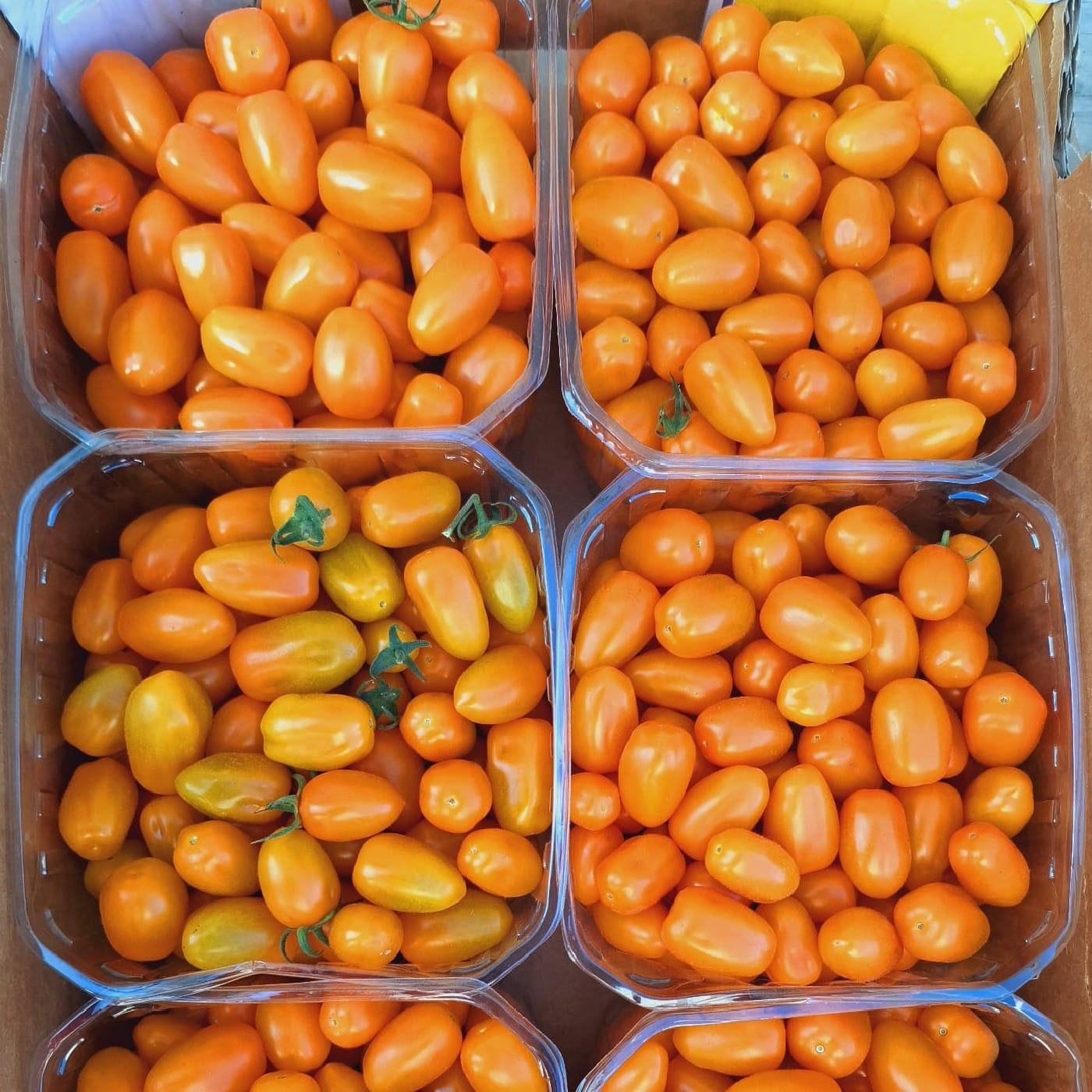 עגבניות שרי כתום אורגניות